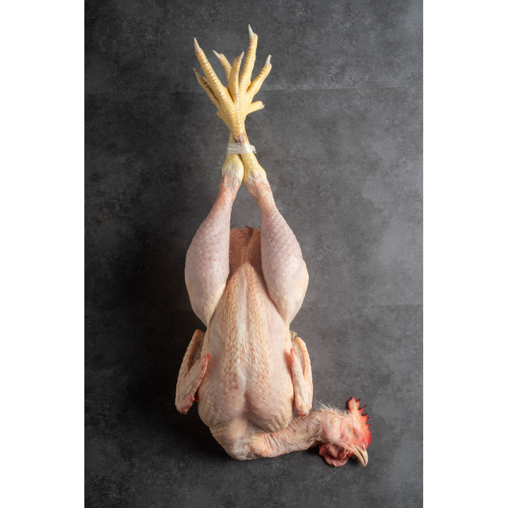 Pollo entero con cabeza y molleja. ecológico